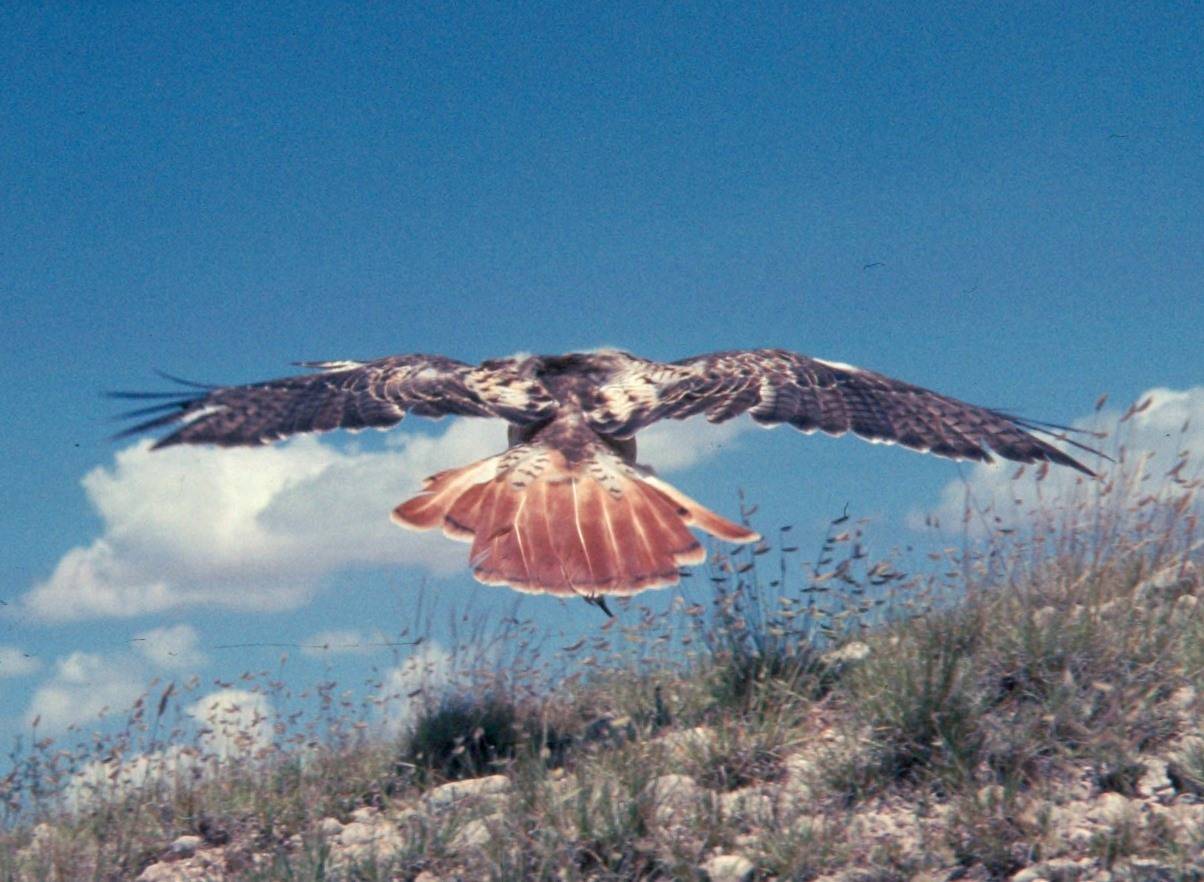 <div class='fn'> Red-tailed hawk in flight from behind</div> by Warren Garst /Colorado State University Libraries is licensed under CC BY-SA 4.0